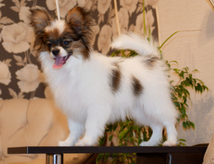 Photo №2 to announcement № 4557 for the sale of papillon dog - buy in Belarus from nursery