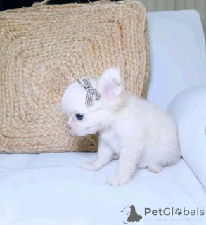 Photo №1. chihuahua - for sale in the city of Washington | 1000$ | Announcement № 168771