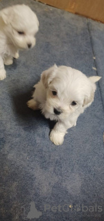Photo №3. male and female Maltese puppies. United States
