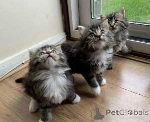Photo №1. norwegian forest cat - for sale in the city of Neuwied | 465$ | Announcement № 166307