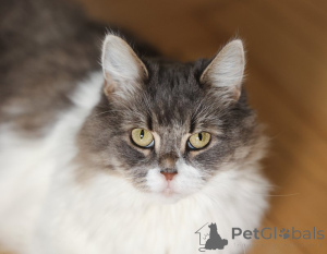 Photo №3. Wise plusha in good hands.. Russian Federation