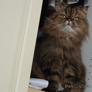 Photo №2 to announcement № 169156 for the sale of persian cat - buy in Finland private announcement