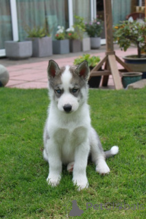 Photo №3. Adorables cachorros de husky siberiano en adopción. United States
