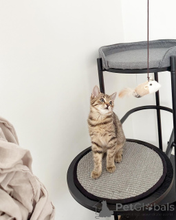 Photo №1. european shorthair - for sale in the city of Mannheim | negotiated | Announcement № 158216