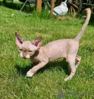 Photo №1. devon rex - for sale in the city of Helsinki | 376$ | Announcement № 130414