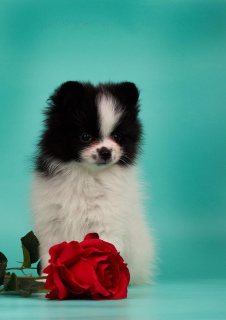 Photo №3. Pomeranian, white-black and white-orange. Russian Federation