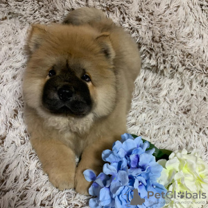 Photo №3. Gorgeous Dazzling Healthy Chow Chow Puppy. United States