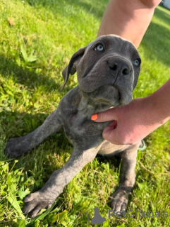 Photo №3. Sweet Cane Corso puppies for sale. Business WhatsApp 4915781334108. Lithuania