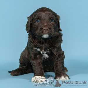 Photo №2 to announcement № 98483 for the sale of portuguese water dog - buy in Portugal breeder