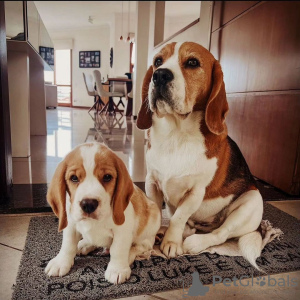 Additional photos: Two beautiful beagle puppies for sale