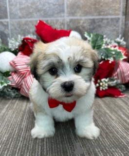 Photo №2 to announcement № 84258 for the sale of coton de tulear - buy in United States 