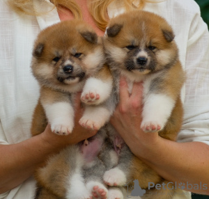 Photo №2 to announcement № 113253 for the sale of akita - buy in Belarus from nursery