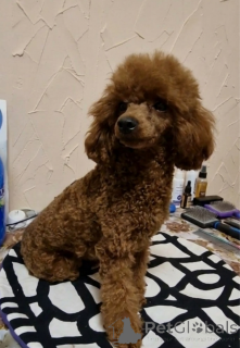 Photo №1. poodle (toy) - for sale in the city of Kiev | 2374$ | Announcement № 166159