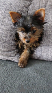 Photo №4. I will sell yorkshire terrier in the city of Bonn. private announcement - price - 310$