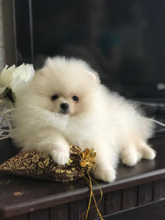 Photo №4. I will sell german spitz in the city of Rostov-on-Don. from nursery, breeder - price - 1182$