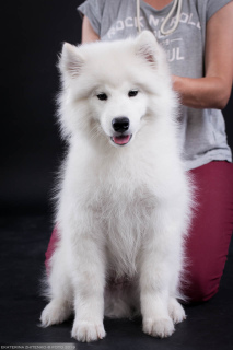 Additional photos: Samoyed. Smart boy