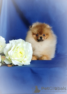 Photo №2 to announcement № 95738 for the sale of pomeranian - buy in Belarus breeder