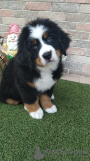 Photo №1. bernese mountain dog - for sale in the city of Krasnodar | 690$ | Announcement № 19740