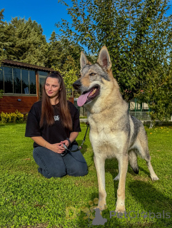 Photo №2 to announcement № 159189 for the sale of czechoslovakian wolfdog - buy in Netherlands breeder