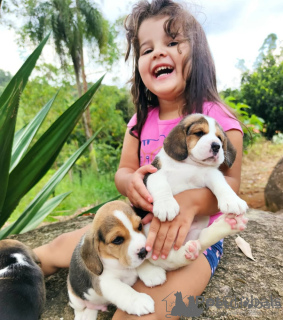 Photo №2 to announcement № 158351 for the sale of beagle - buy in Switzerland 