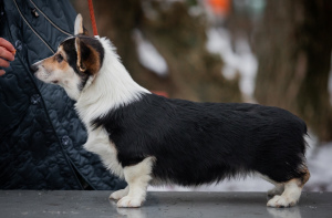 Photo №1. welsh corgi - for sale in the city of Москва | 1139$ | Announcement № 4649