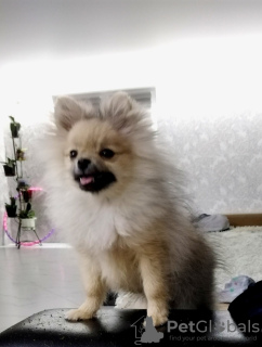 Photo №2 to announcement № 46377 for the sale of pomeranian - buy in Belarus private announcement