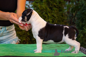 Photo №3. Amstaff puppy for sale. Russian Federation
