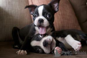 Photo №1. boston terrier - for sale in the city of Brno | Is free | Announcement № 124145