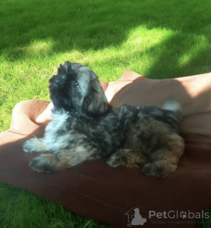 Photo №4. I will sell shih tzu in the city of Wałbrzych. private announcement - price - negotiated