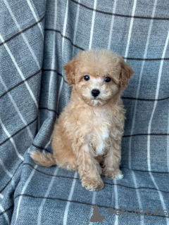 Photo №2 to announcement № 133519 for the sale of maltipu - buy in United States private announcement, breeder