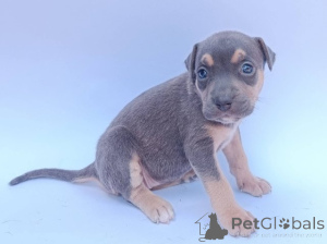 Photo №3. Pitbull puppies. Serbia