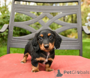 Photo №1. dachshund - for sale in the city of Milan | negotiated | Announcement № 157923