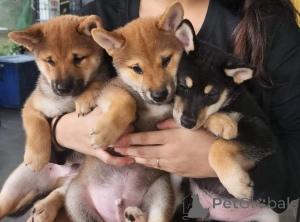 Photo №1. shiba inu - for sale in the city of Passau | negotiated | Announcement № 174708