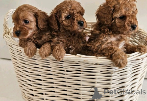 Photo №2 to announcement № 138967 for the sale of labradoodle - buy in United States private announcement, breeder