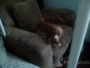 Photo №4. I will sell american pit bull terrier in the city of Бернау. private announcement - price - negotiated