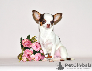 Additional photos: Lovely miniature princess. Chihuahua girl.