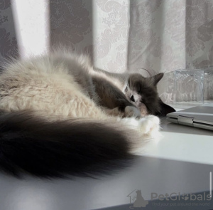 Photo №2 to announcement № 102803 for the sale of ragdoll - buy in United States private announcement
