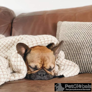 Photo №3. French bulldog. United States