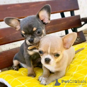 Photo №2 to announcement № 54795 for the sale of chihuahua - buy in Finland breeder