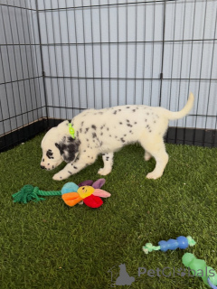 Photo №2 to announcement № 168622 for the sale of dalmatian dog - buy in Germany breeder