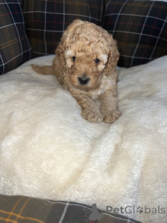 Photo №2 to announcement № 163999 for the sale of poodle (toy) - buy in United States 