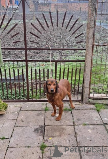 Photo №1. dachshund - for sale in the city of Kukujevci | negotiated | Announcement № 130501