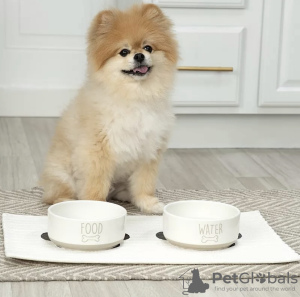 Photo №1. pomeranian - for sale in the city of Geneva | negotiated | Announcement № 97370