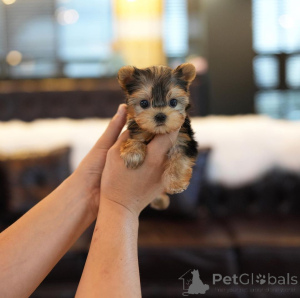 Photo №1. beaver yorkshire terrier - for sale in the city of Alabama | Is free | Announcement № 166541