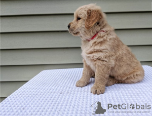 Photo №1. golden retriever - for sale in the city of Калифорния Сити | 500$ | Announcement № 56555