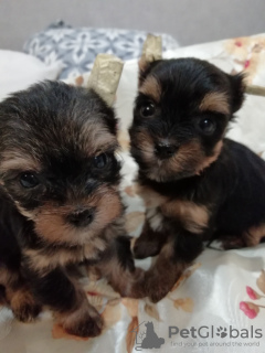 Photo №4. I will sell beaver yorkshire terrier, yorkshire terrier in the city of Tallinn. private announcement, breeder - price - 475$