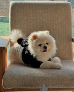 Photo №2 to announcement № 132474 for the sale of pomeranian - buy in Portugal 