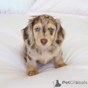 Photo №2 to announcement № 135760 for the sale of dachshund - buy in United States breeder