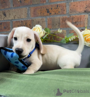 Photo №1. dachshund - for sale in the city of Magdeburg | negotiated | Announcement № 174841
