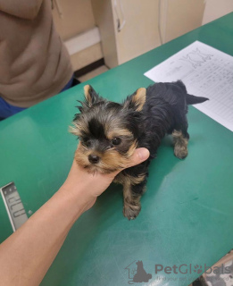 Photo №2 to announcement № 131240 for the sale of yorkshire terrier - buy in Germany private announcement